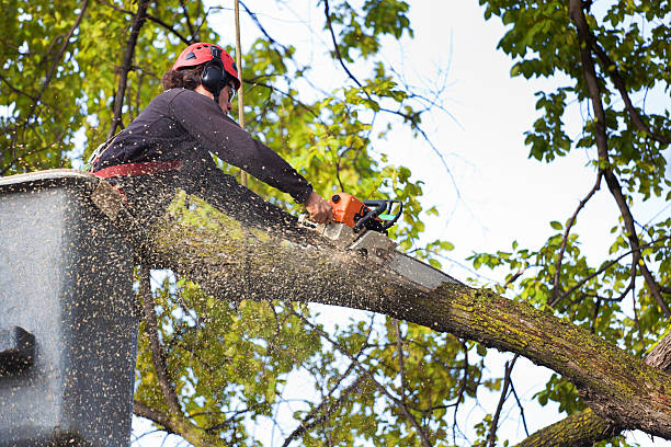 Best Dead Tree Removal  in El Rancho, NM